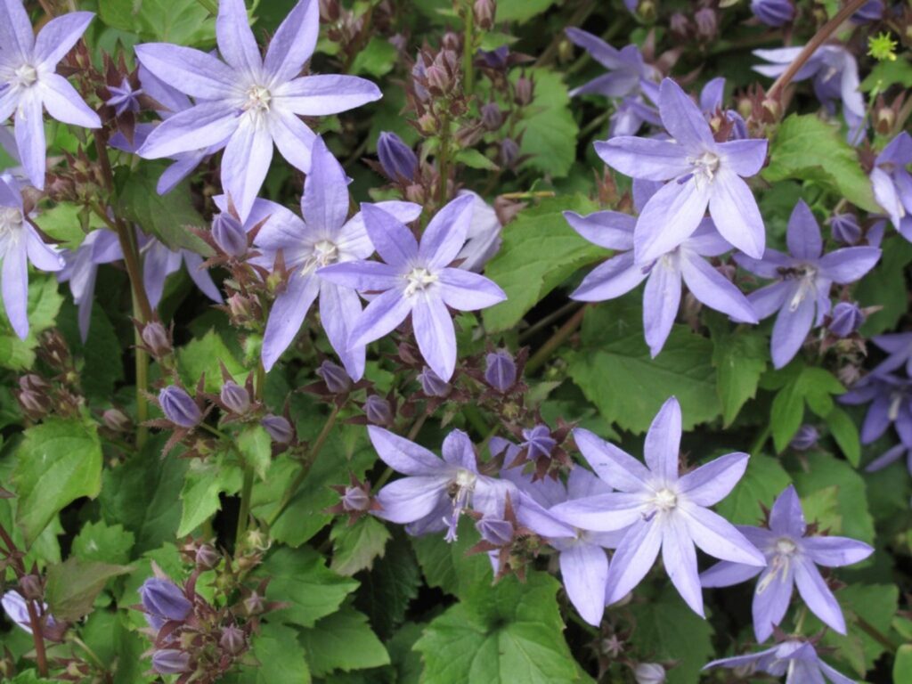 Cómo cuidar Serbian Bellflower y Siberian Campanula