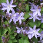 Cómo cuidar Serbian Bellflower y Siberian Campanula