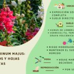 Cómo cuidar snapdragons en macetas para que crezcan bien