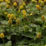 Cómo cuidar Spilanthes para aliviar dolores de muelas