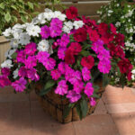 Cómo cuidar Sunpatiens y plantarlos en camas de jardín