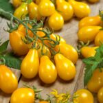 Cómo cuidar tomates amarillos en forma de pera