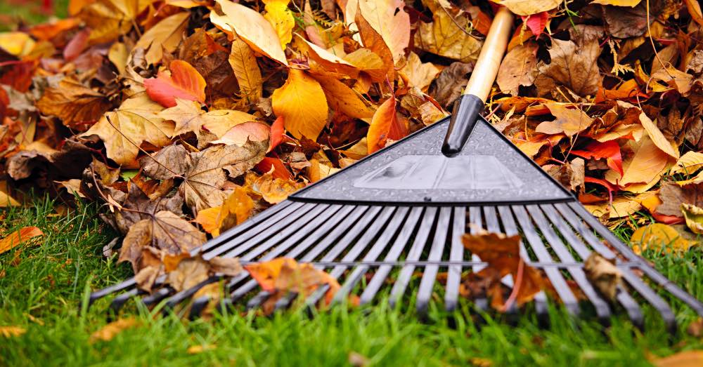 Cómo cuidar tu jardín en otoño si vives en la zona 7