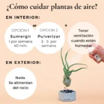 Cómo cuidar tus plantas de interior con estos trucos