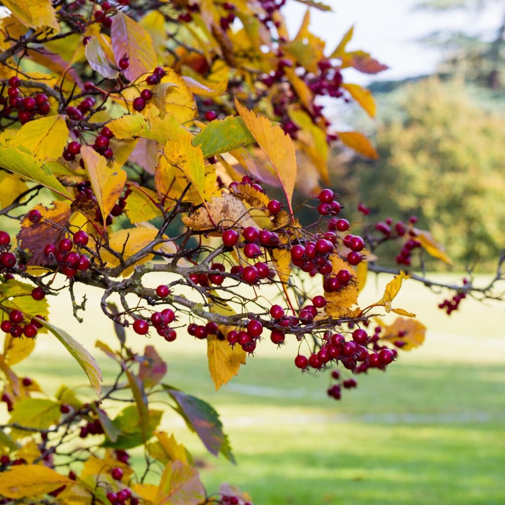 Cómo cuidar un árbol de espino negro en tu jardín