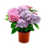 Cómo cuidar un árbol de hortensias en maceta adecuadamente