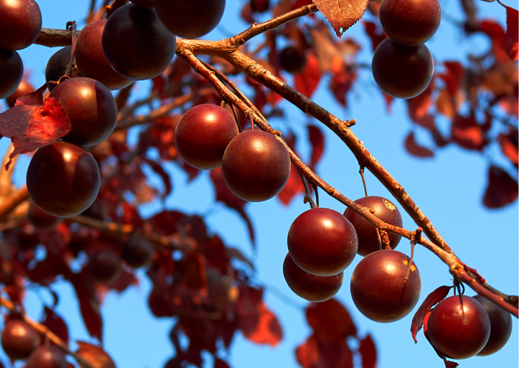 Cómo cuidar un arbusto de ciruelo cerezo de hoja morada