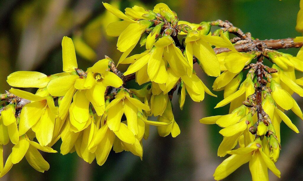 Cómo cuidar un arbusto de forsitia llorona en el jardín
