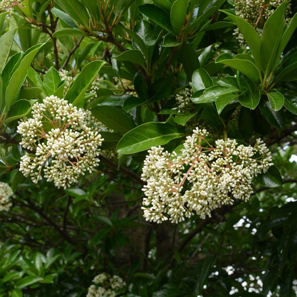 Cómo cuidar un arbusto de viburnum dulce de forma adecuada