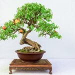 Cómo cuidar un bonsái de árbol frutal correctamente