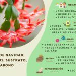Cómo cuidar un cactus de Pascua Peekaboo para su crecimiento