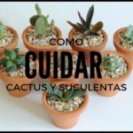 Cómo cuidar un cactus Desert Gem de forma adecuada