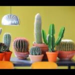 Cómo cuidar un cactus tarántula correctamente