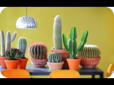 Cómo cuidar un cactus tarántula correctamente