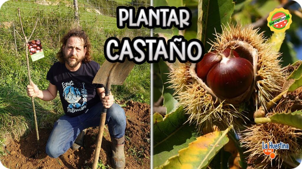 Cómo cuidar un castaño de forma adecuada en tu jardín