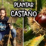 Cómo cuidar un castaño de forma adecuada en tu jardín