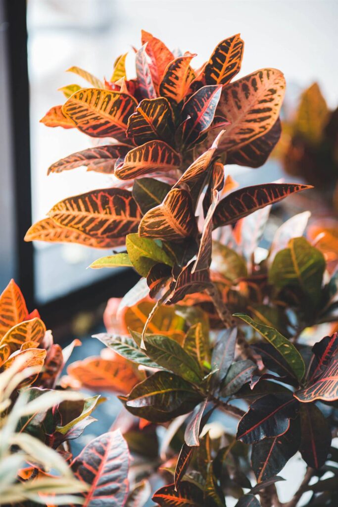 Cómo cuidar un croton para que crezca sano en el exterior