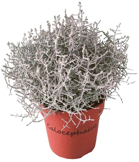 Cómo cuidar un Cushion Bush (Calocephalus brownii) en tu jardín