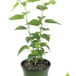 Cómo cuidar un Dwarf Mulberry Tree en maceta de forma adecuada