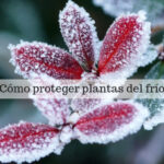 Cómo cuidar un forsythia dañado por el frío en invierno