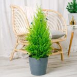 Cómo cuidar un Lemon Cypress tanto adentro como afuera