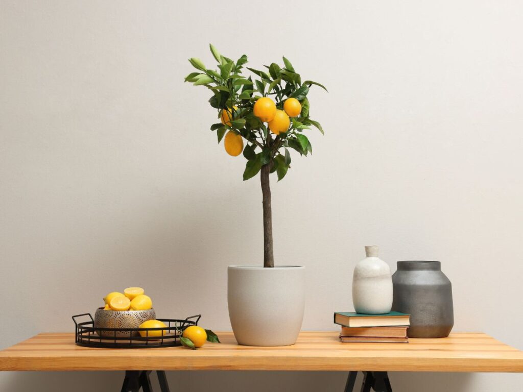 Cómo cuidar un limonero verbena en el interior de tu hogar