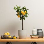 Cómo cuidar un limonero verbena en el interior de tu hogar