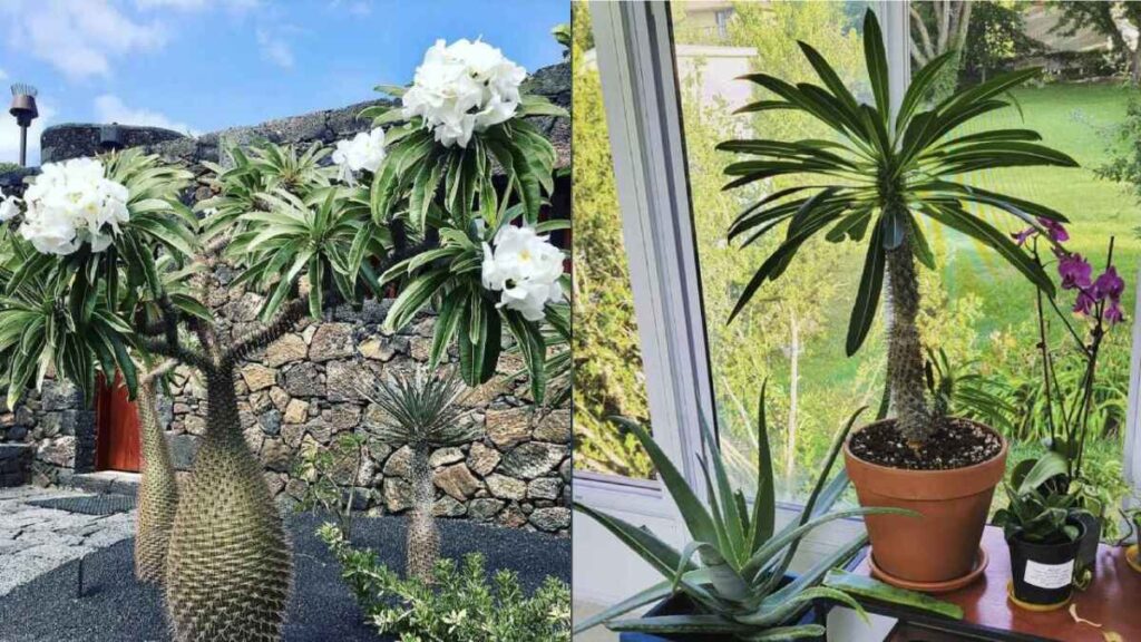 Cómo cuidar un Madagascar Palm en interiores