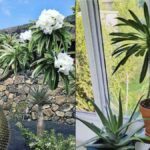 Cómo cuidar un Madagascar Palm en interiores