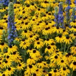 Cómo cuidar una enredadera de Black Eyed Susan