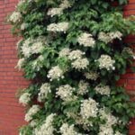 Cómo cuidar una hortensia trepadora de hoja perenne
