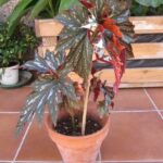 Cómo cuidar una planta de ángel en maceta correctamente