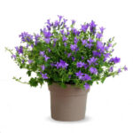 Cómo cuidar una planta de campanula en interiores