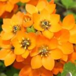 Cómo cuidar una planta de estrella naranja en tu hogar