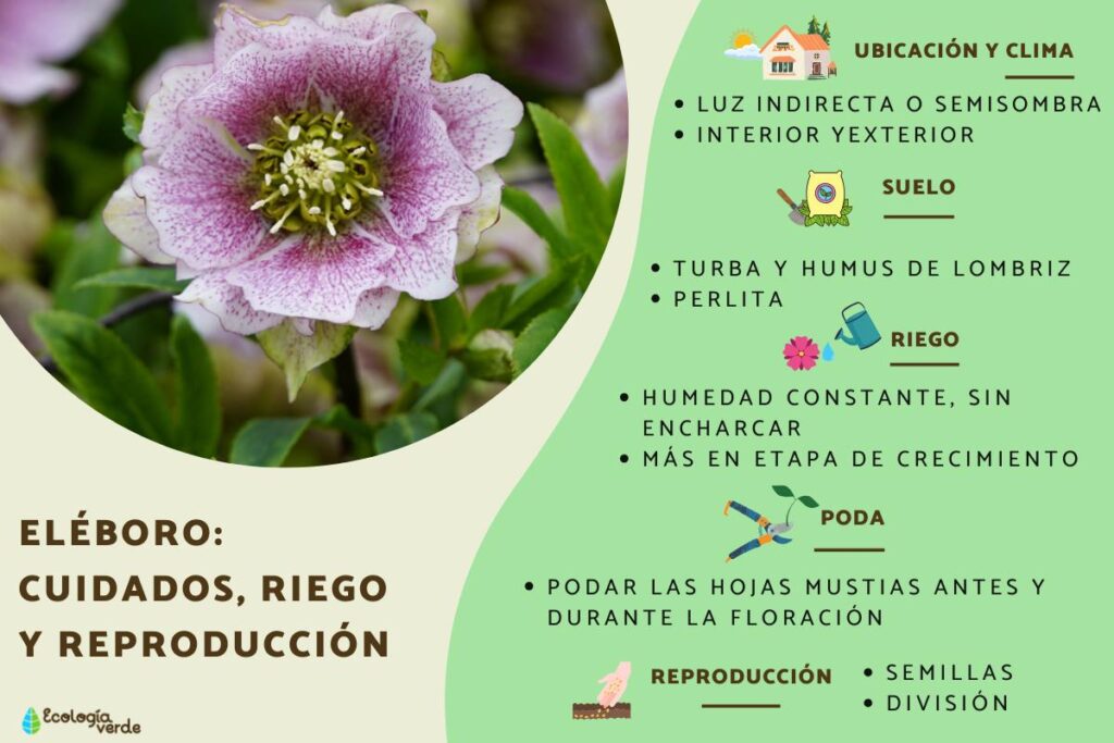 Cómo cuidar una planta de Hellebore en interiores