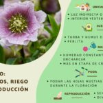 Cómo cuidar una planta de Hellebore en interiores