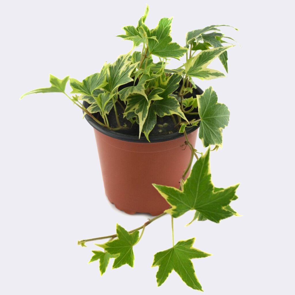 Cómo cuidar una planta de hiedra variegada en interiores