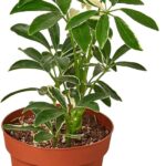 Cómo cuidar una planta de interior Schefflera Moondrop
