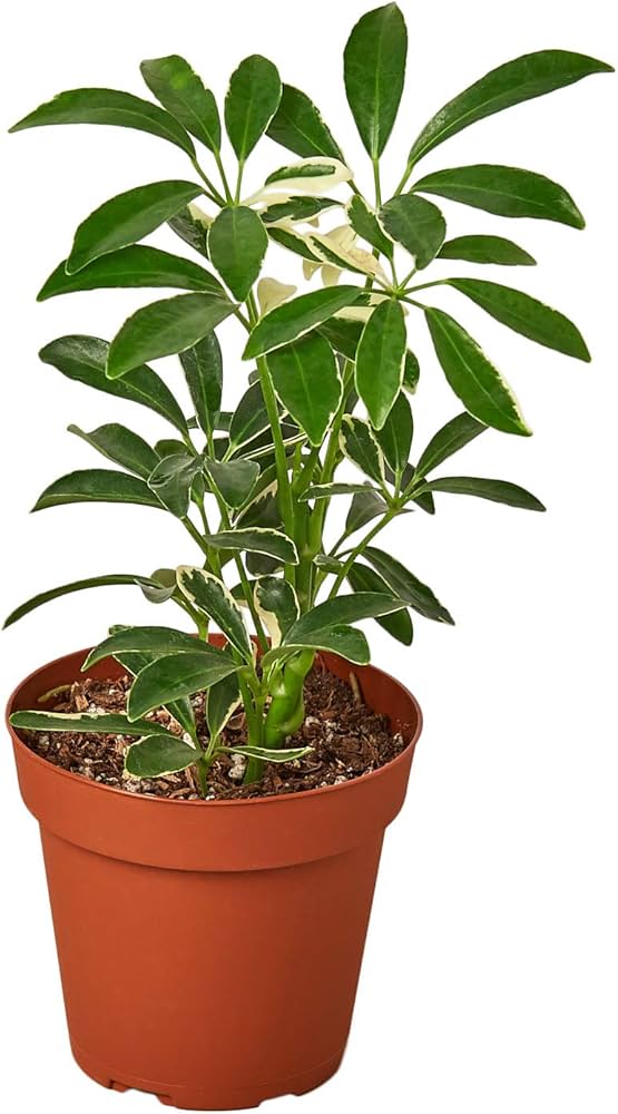 Cómo cuidar una planta de interior Schefflera Moondrop