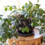 Cómo cuidar una planta de parra cissus rhombifolia