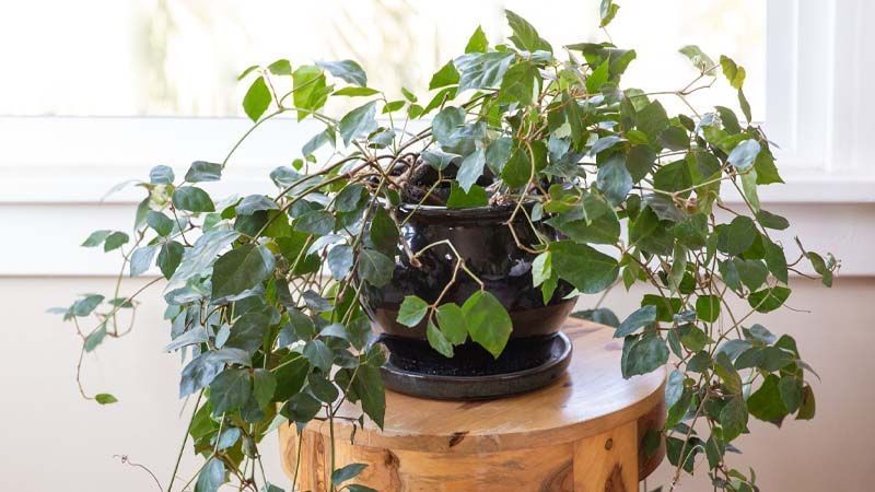 Cómo cuidar una planta de parra cissus rhombifolia