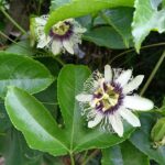Cómo cuidar una planta de pasionaria para obtener frutos