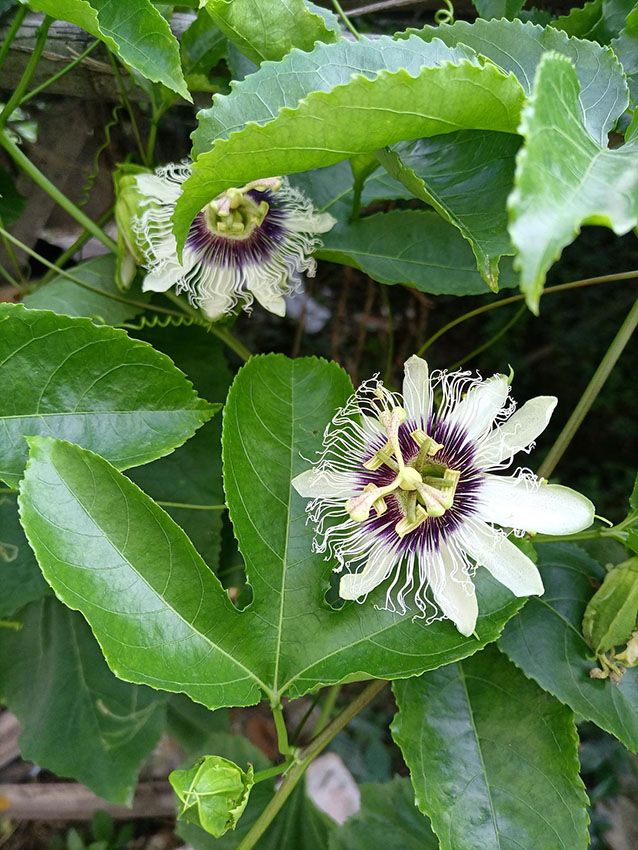 Cómo cuidar una planta de pasionaria para obtener frutos