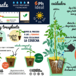 Cómo cuidar una planta de tomate Kellogg de forma adecuada