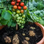 Cómo cuidar una planta de TomTato (tomate y papa injertada)