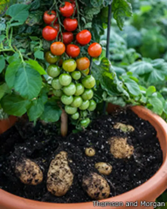 Cómo cuidar una planta de TomTato (tomate y papa injertada)