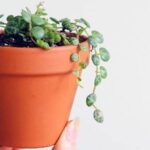 Cómo cuidar una planta de tortuga de interior