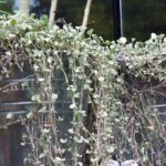Cómo cuidar una planta Dichondra Silver Falls en casa