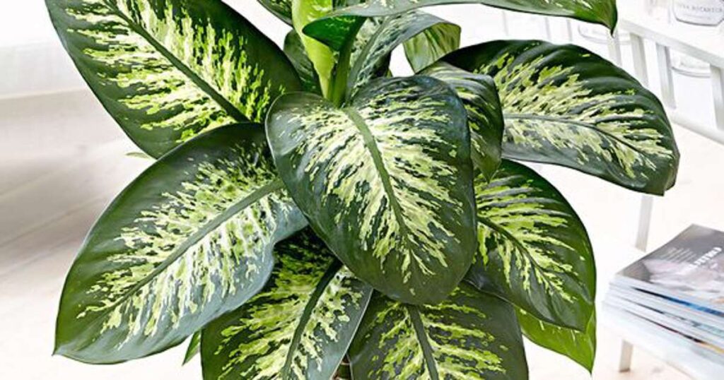 Cómo cuidar una planta Dieffenbachia para un crecimiento saludable