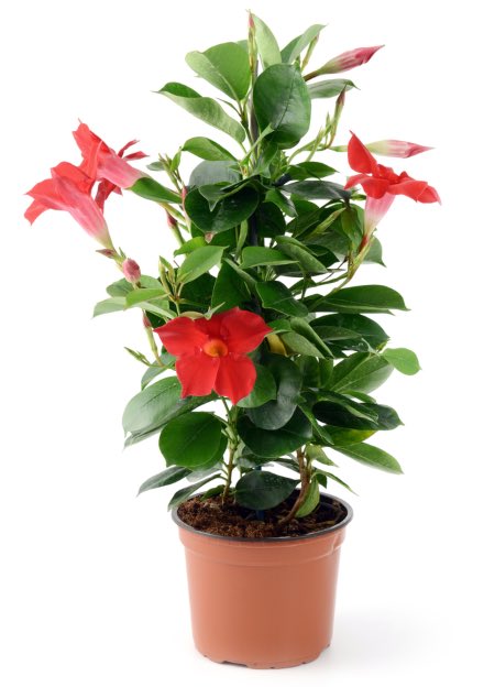 Cómo cuidar una planta Mandevilla en el interior de tu hogar